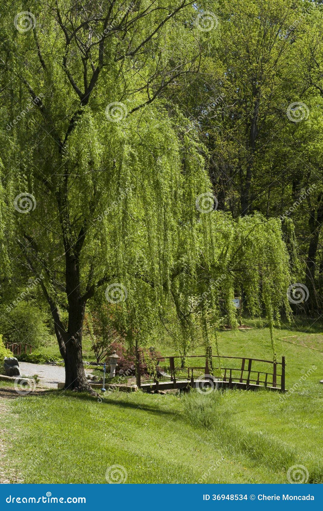 Willow tree stock photo. Image of landscape, tree, vegetation 36948534