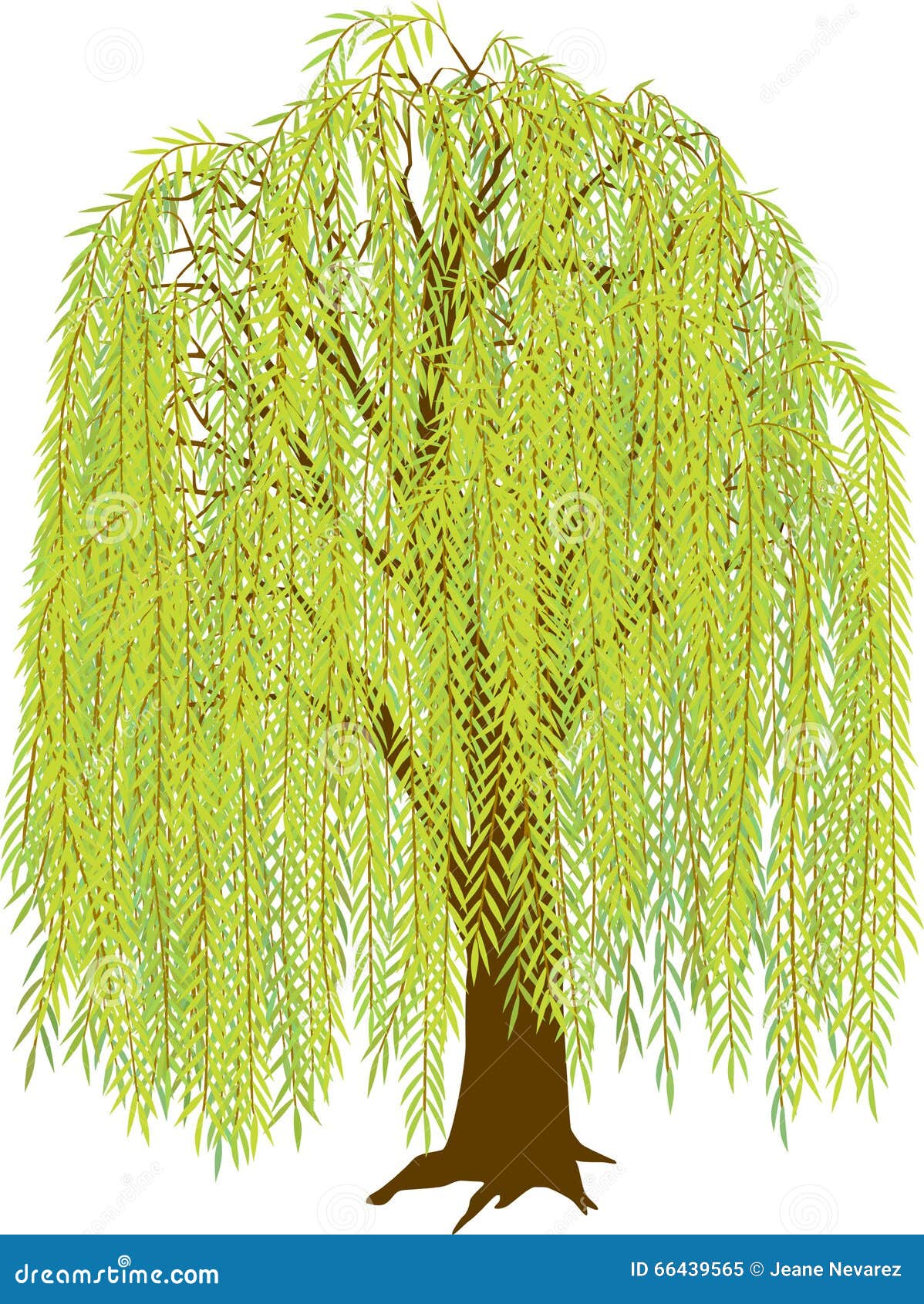 willow tree