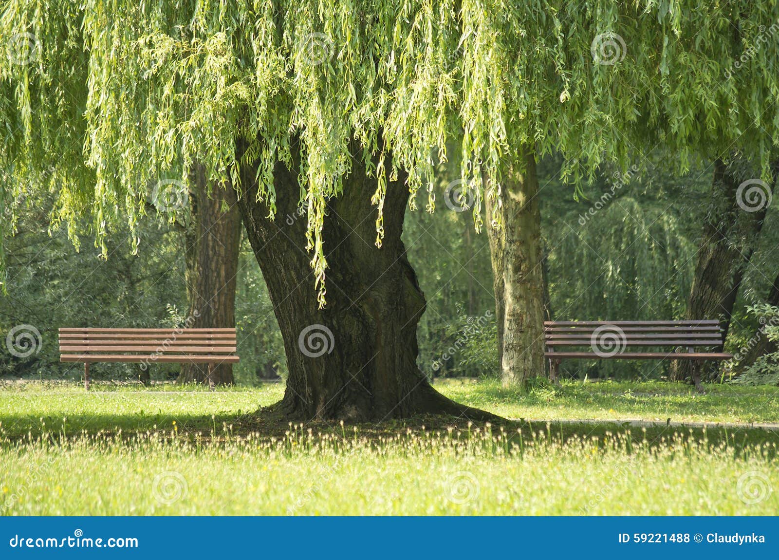 Willow tree in the park. stock photo. Image of trees 59221488