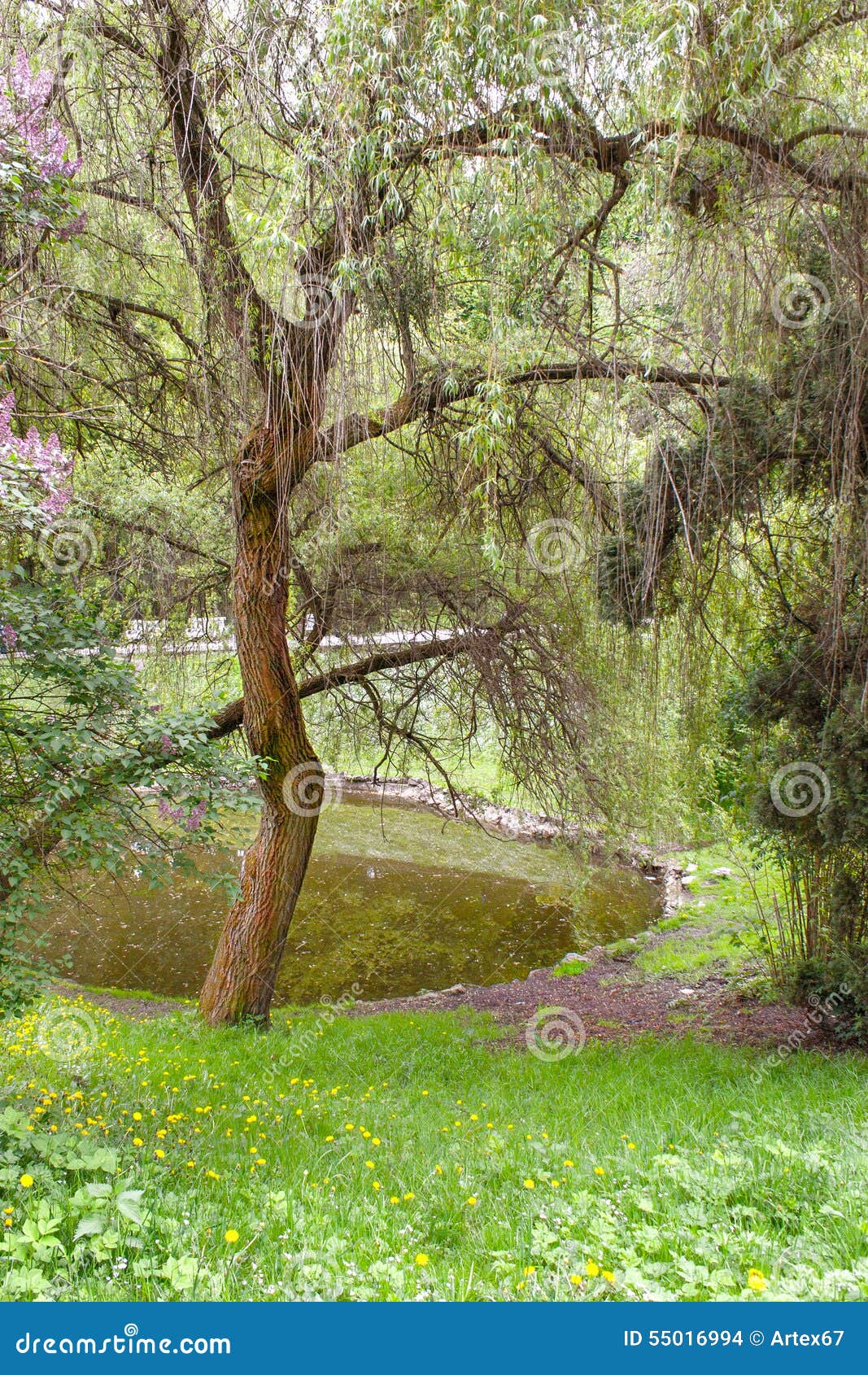 Willow Tree Park Near the Pond Stock Photo Image of beautiful