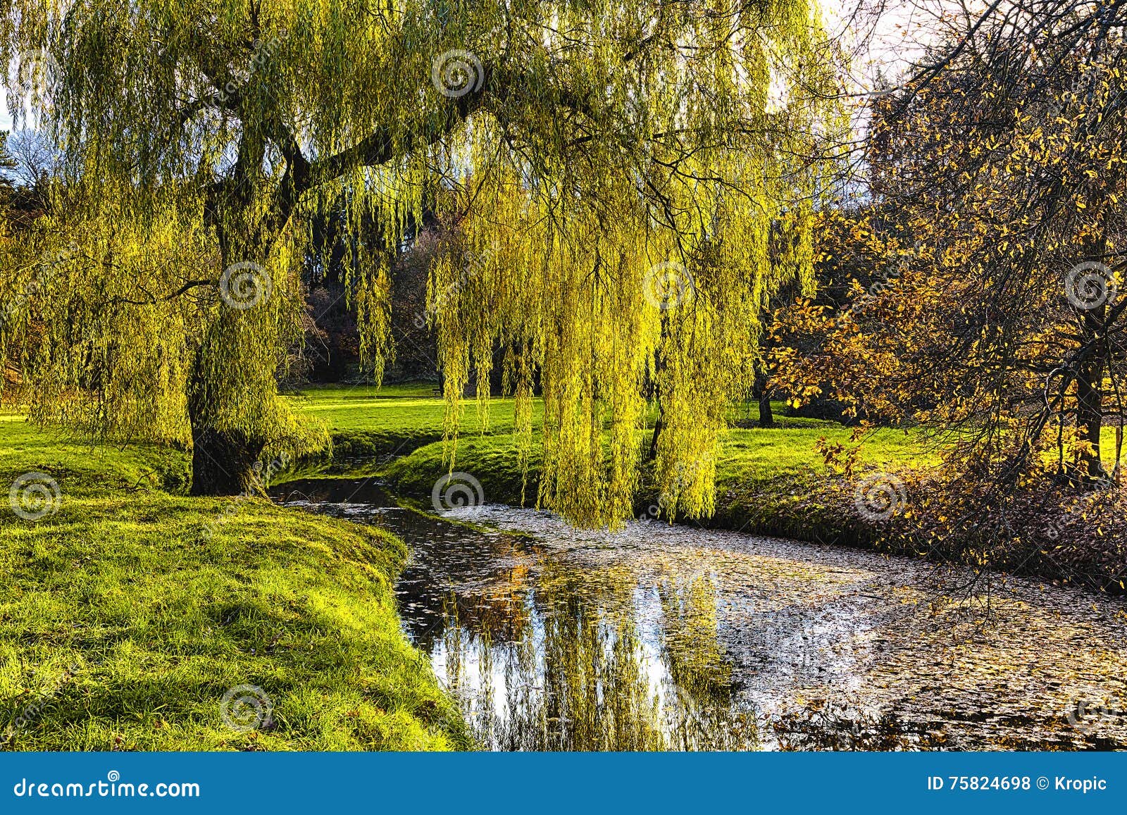 willow tree by the pond