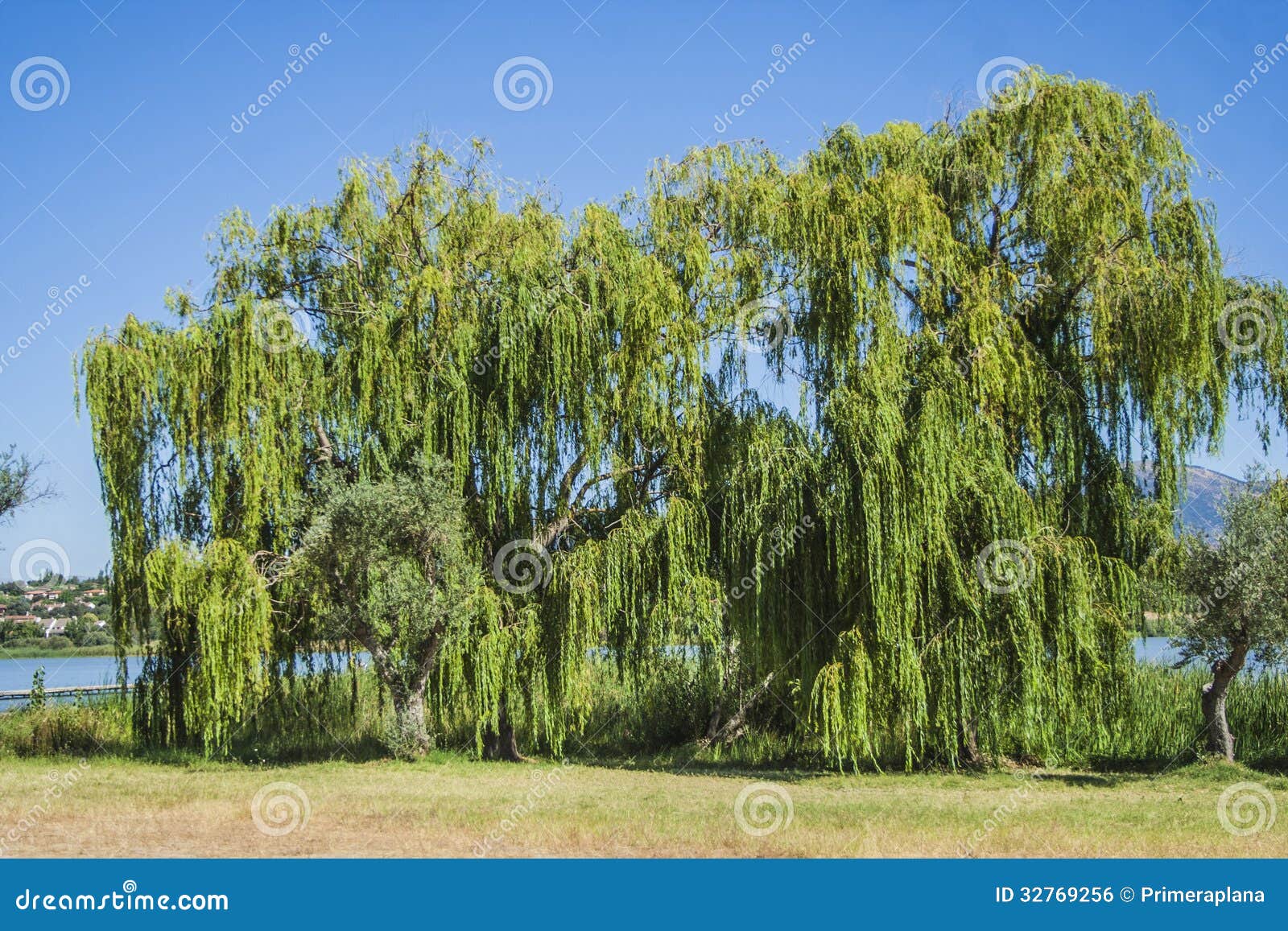 Willow trees, in the swamp stock photo. Image of reservoir 32769256