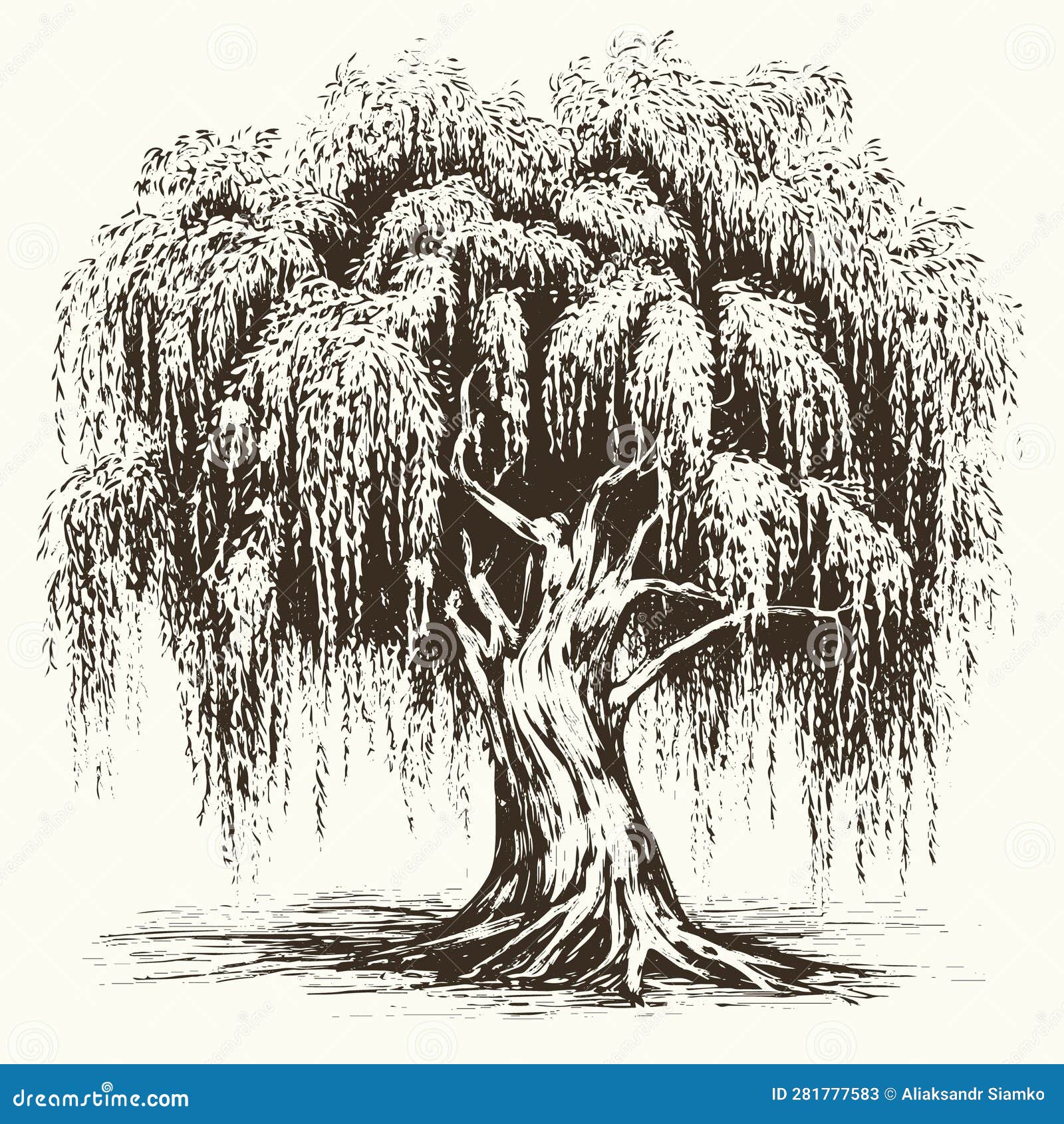 Willow Vector Drawing. Isolated Hand Drawn, Engraved Style Illustration