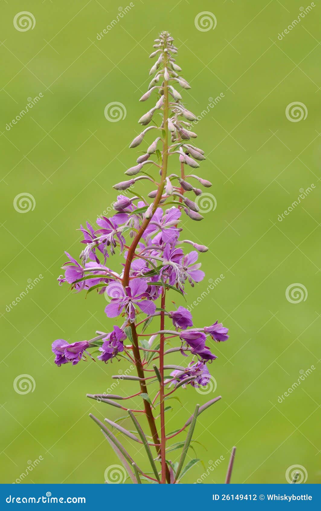 Willowherb di Rosebay fotografia stock. Immagine di terra - 26149412