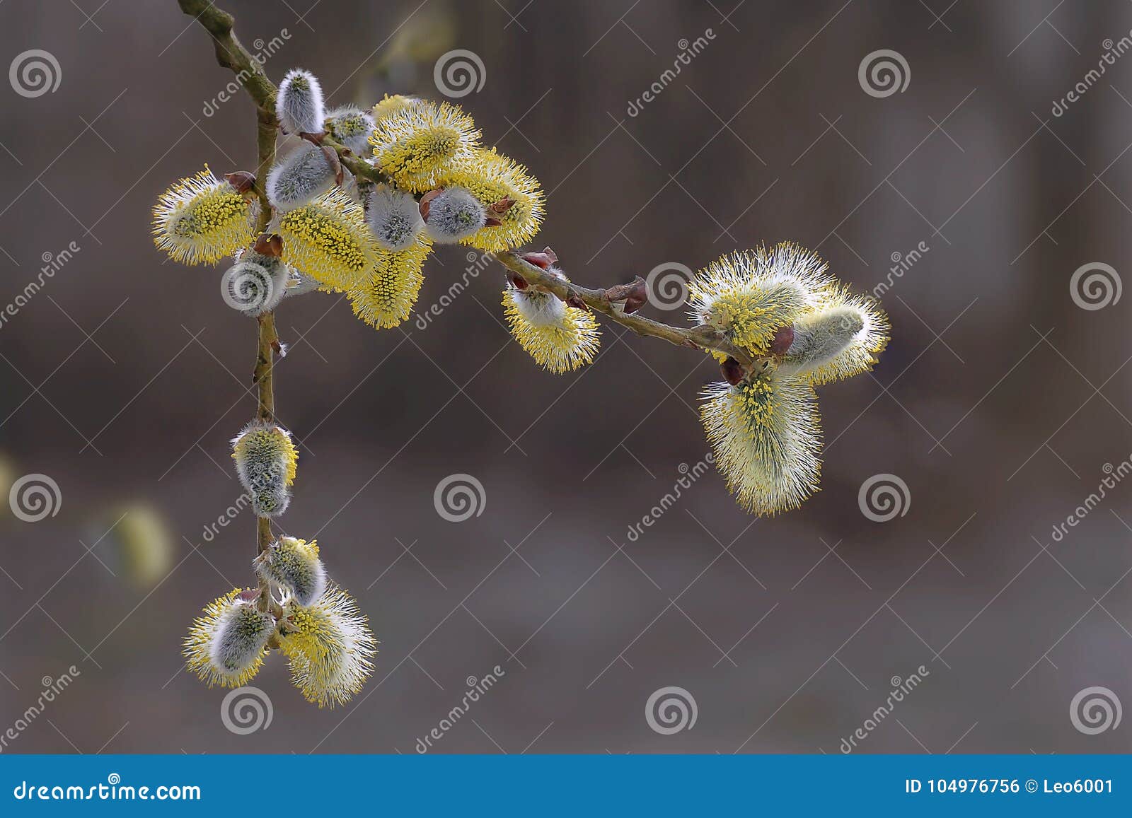 blossoming spring willow twig with buds