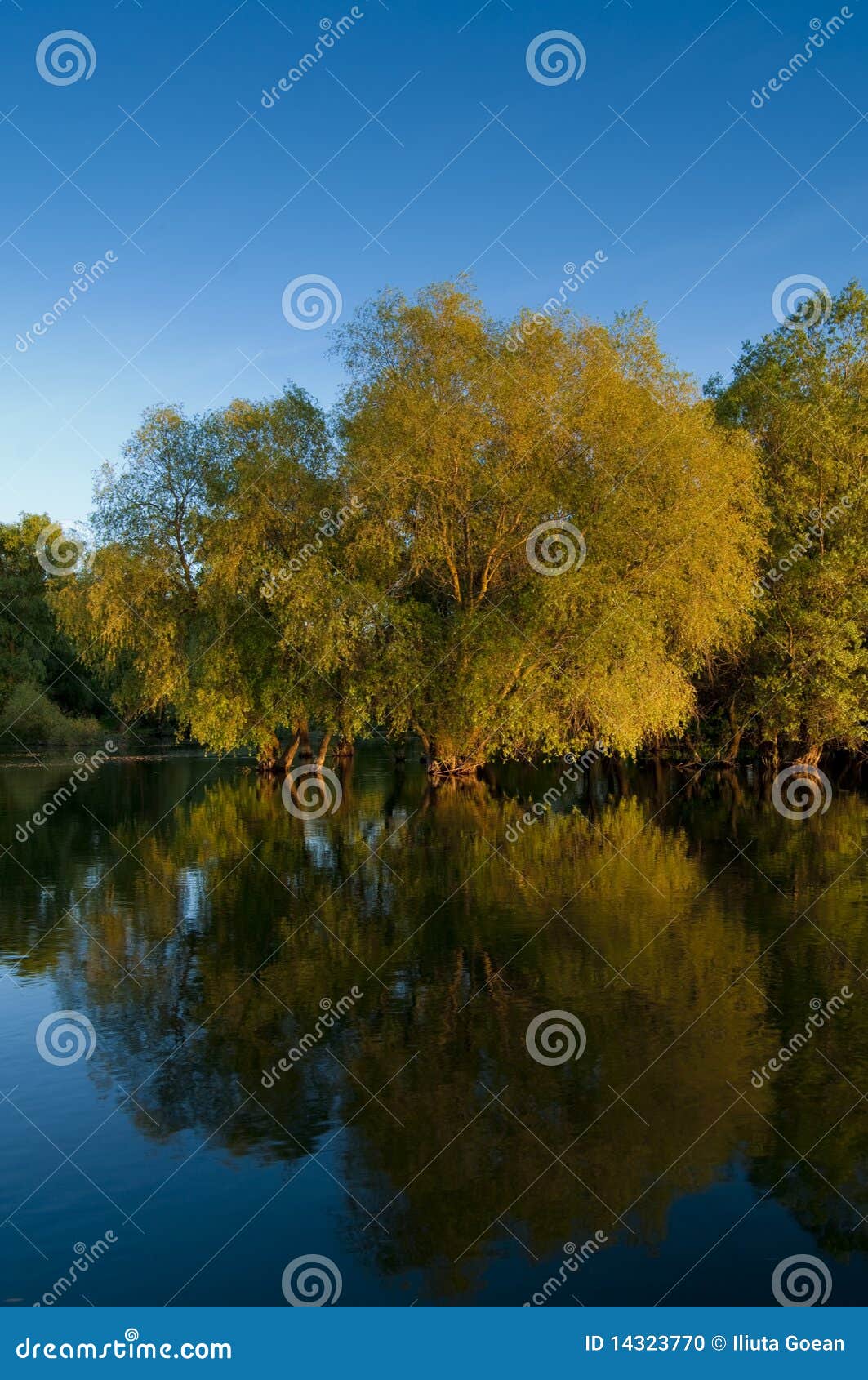 willows-reflected-on-water-stock-photo-image-of-summer-14323770