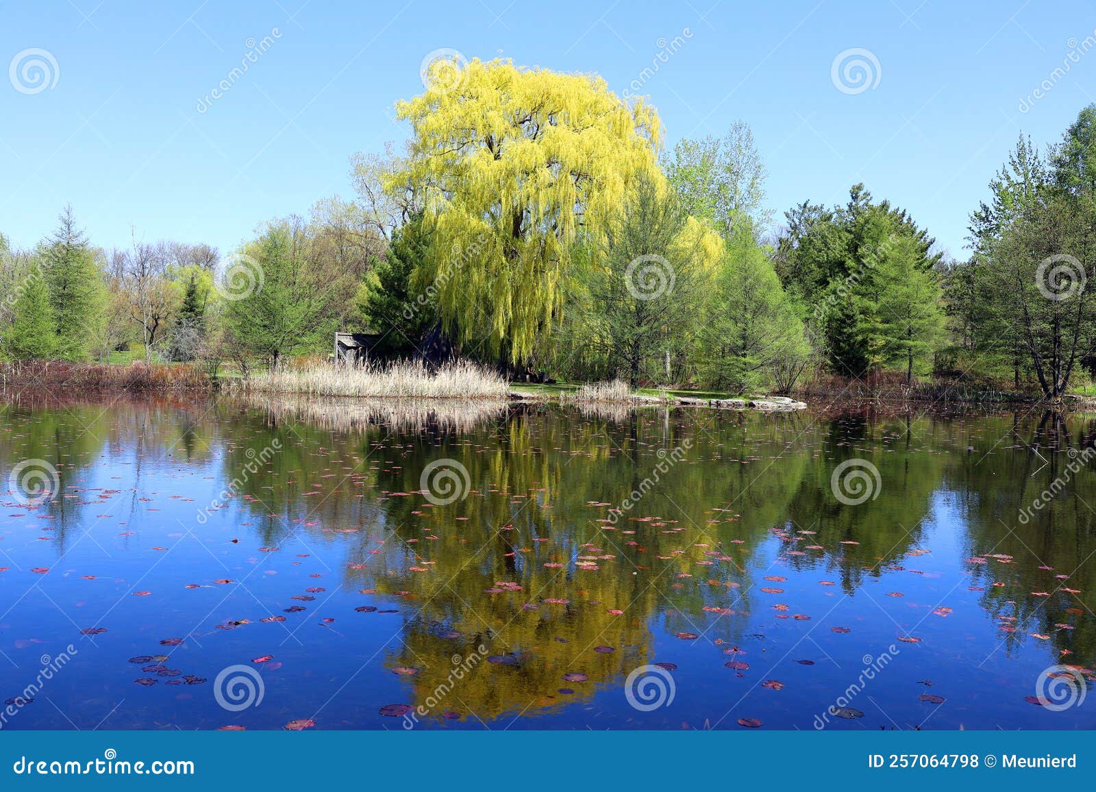 willows or sallows, and osiers, form the genus salix,