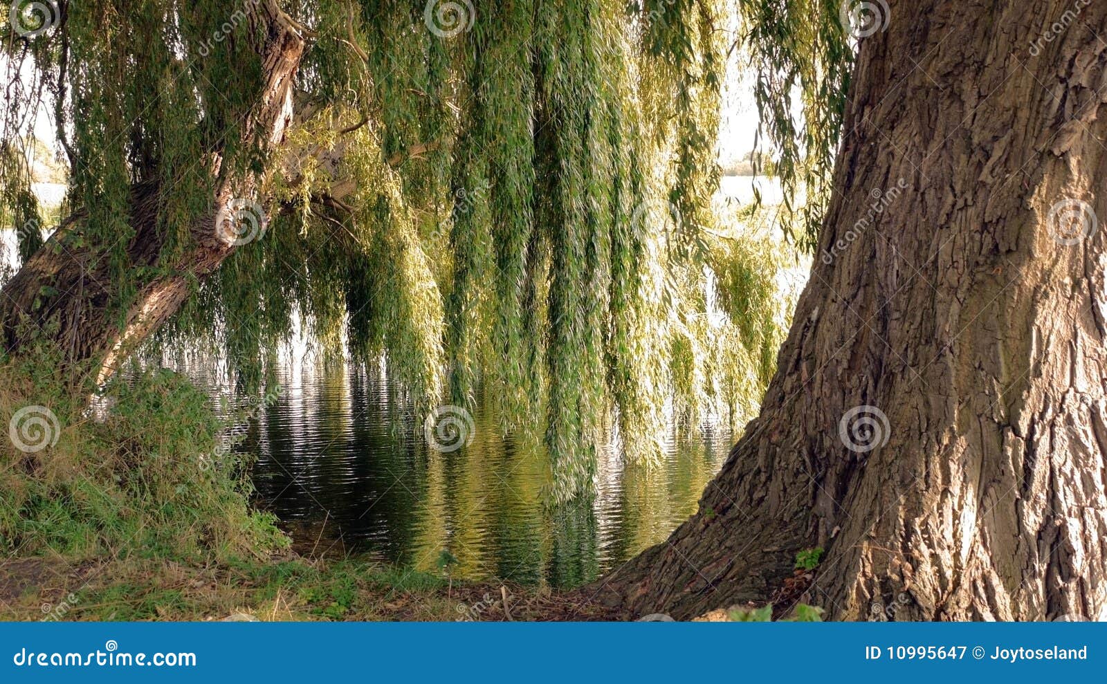 willows-by-water-stock-image-image-of-landscape-sunshine-10995647