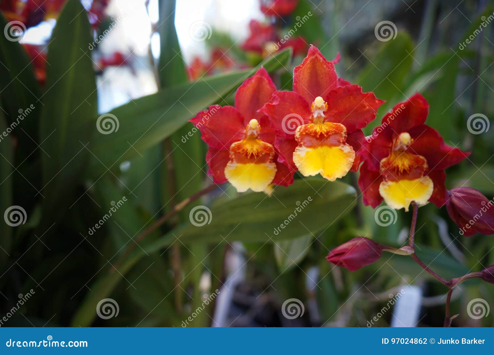 Wilsonara Orchid, Wils, Firecat_Harmony Orchid, Wils, Firecat Harmony Stock  Photo - Image of background, natural: 97024862