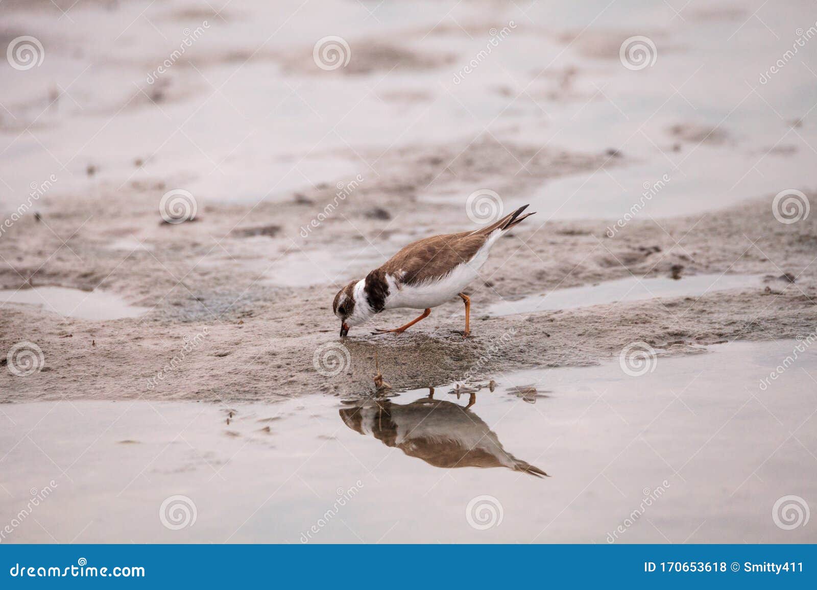wilsons snipe shorebird charadrius wilsonia forages for fiddler crabs