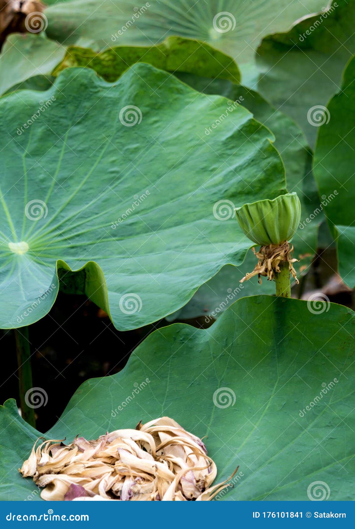 Wilt Petal of Lotus Fall on Their Leaf Stock Image Image of
