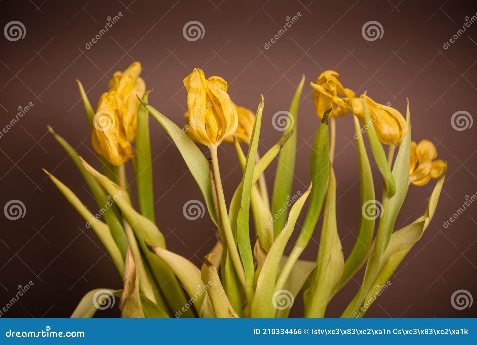 Wilted bouquet of tulips stock photo. Image of botany 210334466