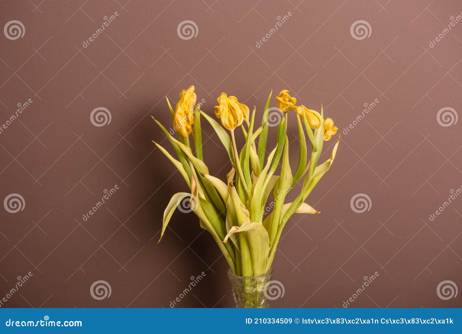 Wilted bouquet of tulips stock image. Image of brown 210334509