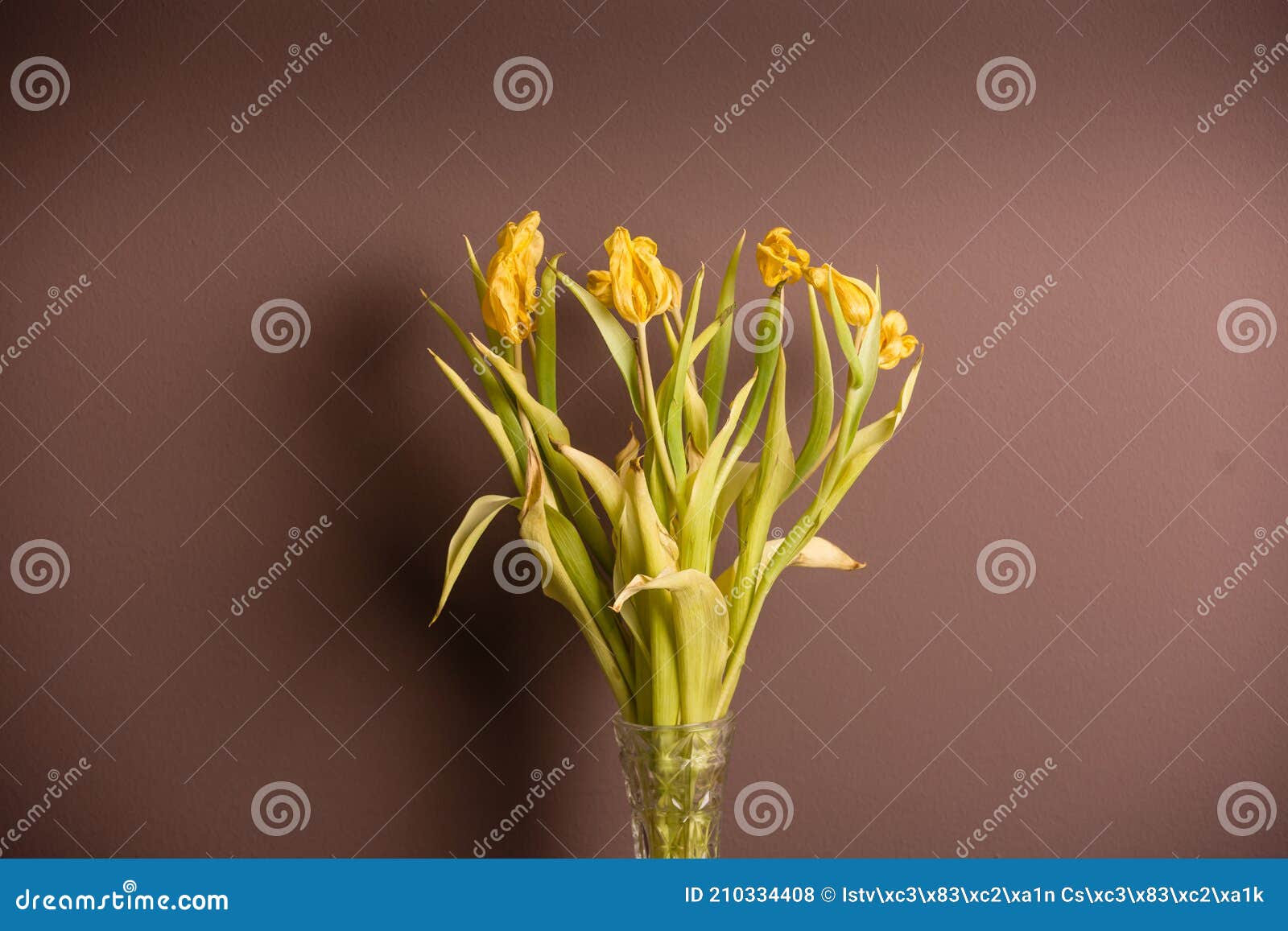 Wilted bouquet of tulips stock photo. Image of dead 210334408