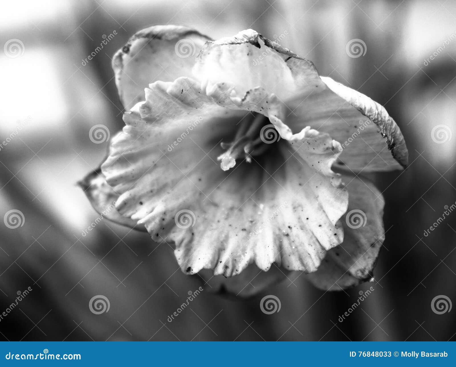 Wilted Daffodil stock image. Image of nature, daffodil 76848033