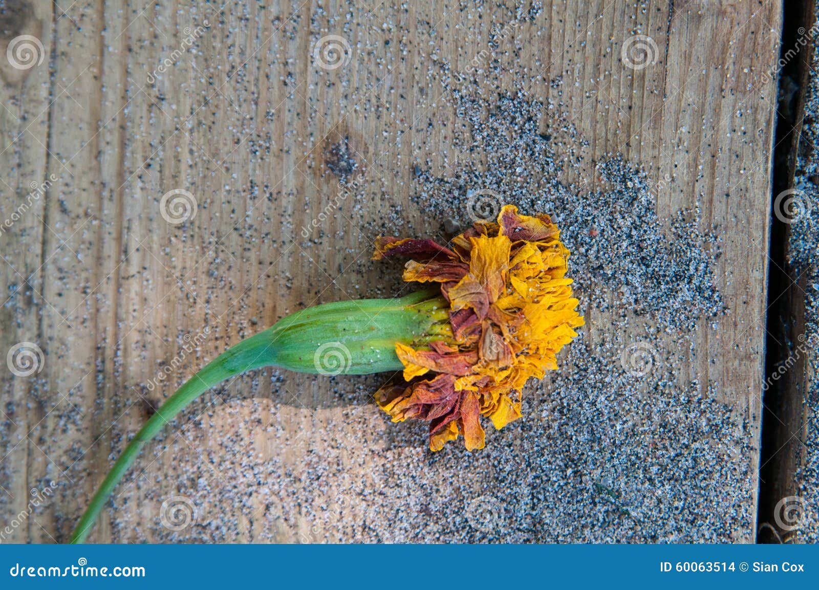 Wilted flower stock photo. Image of merigold, marigold 60063514