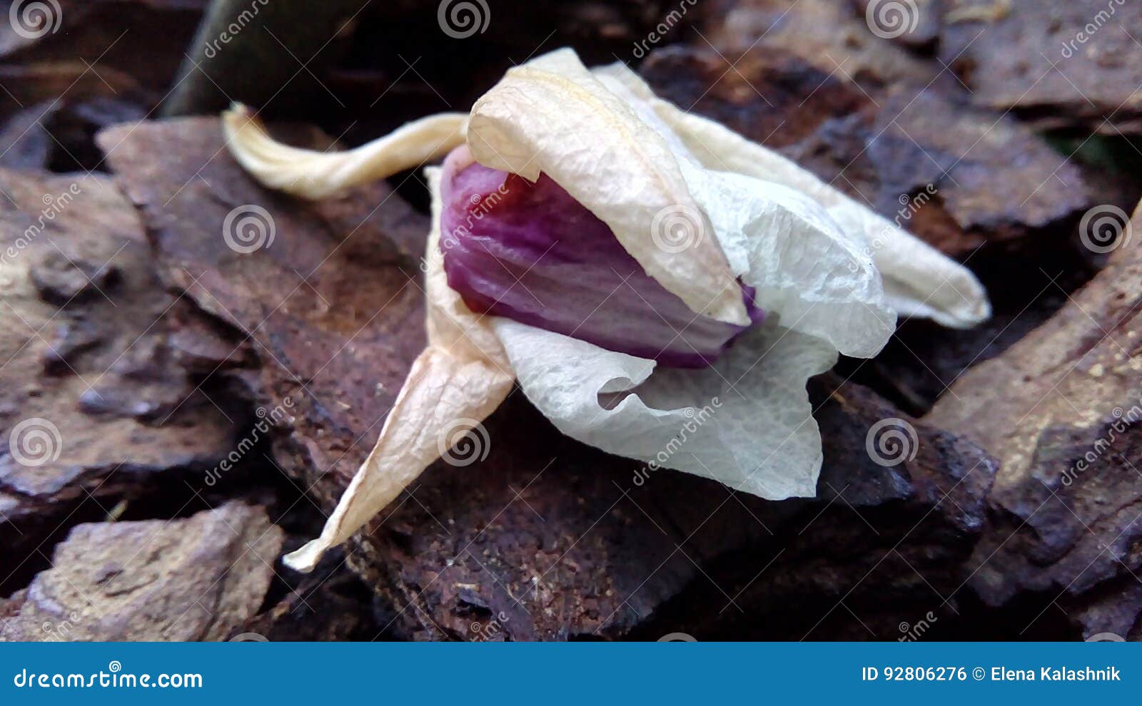 Wilted Orchid Flower Lies on a Tree Bark Stock Photo Image of wilted