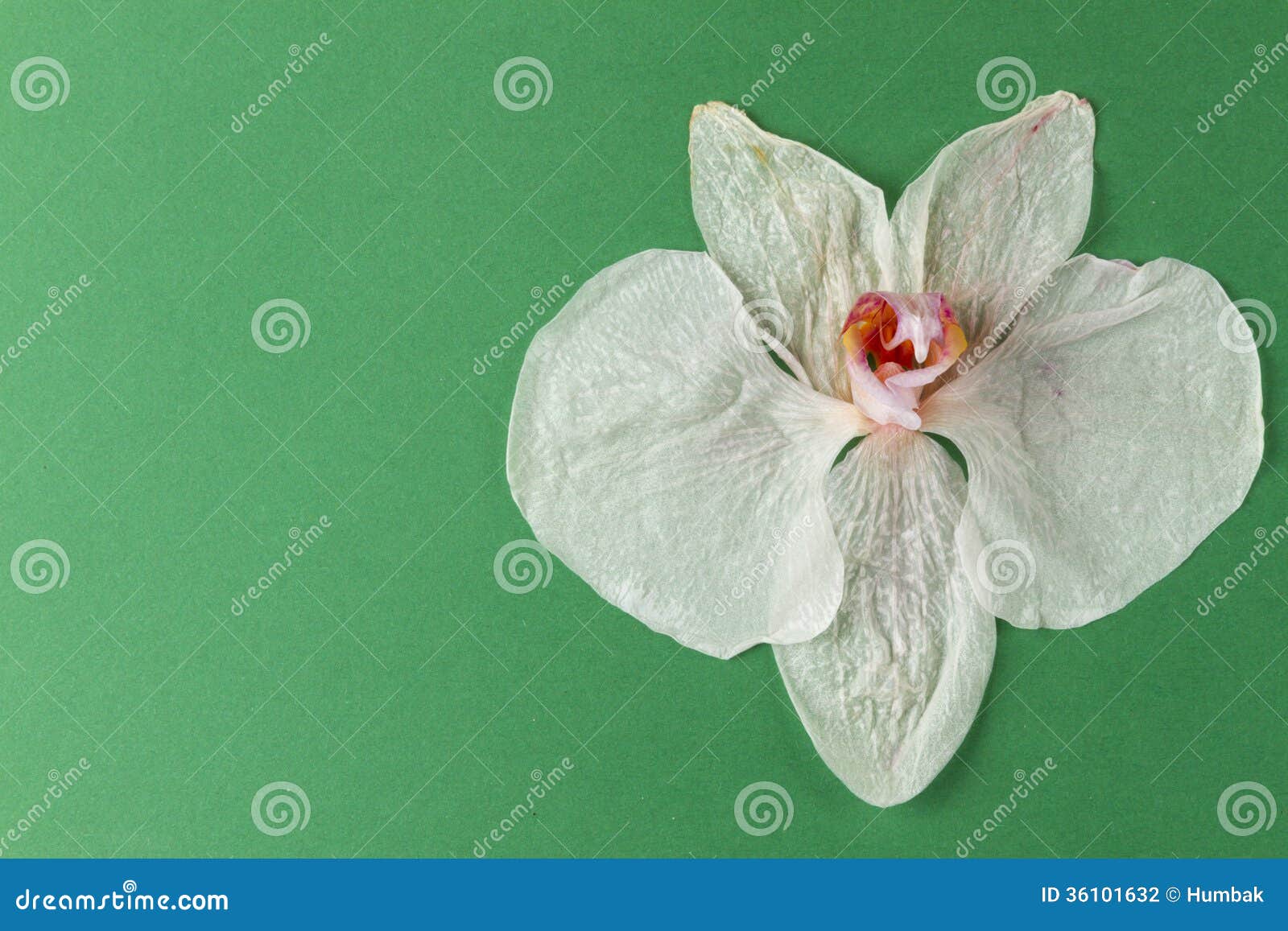 Wilted orchid stock photo. Image of space, withered, object 36101632