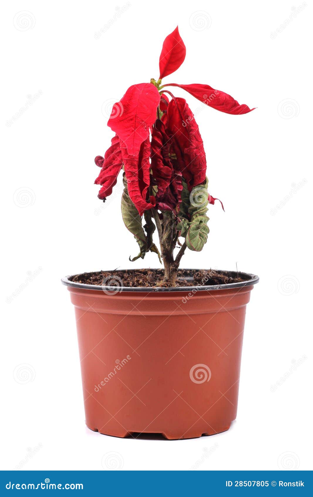 wilted red flower in a flowerpot
