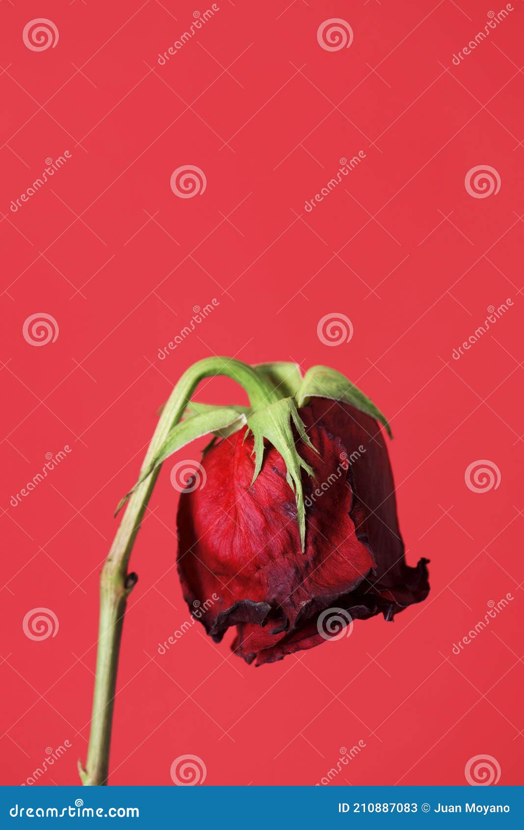 wilted red rose on a red background