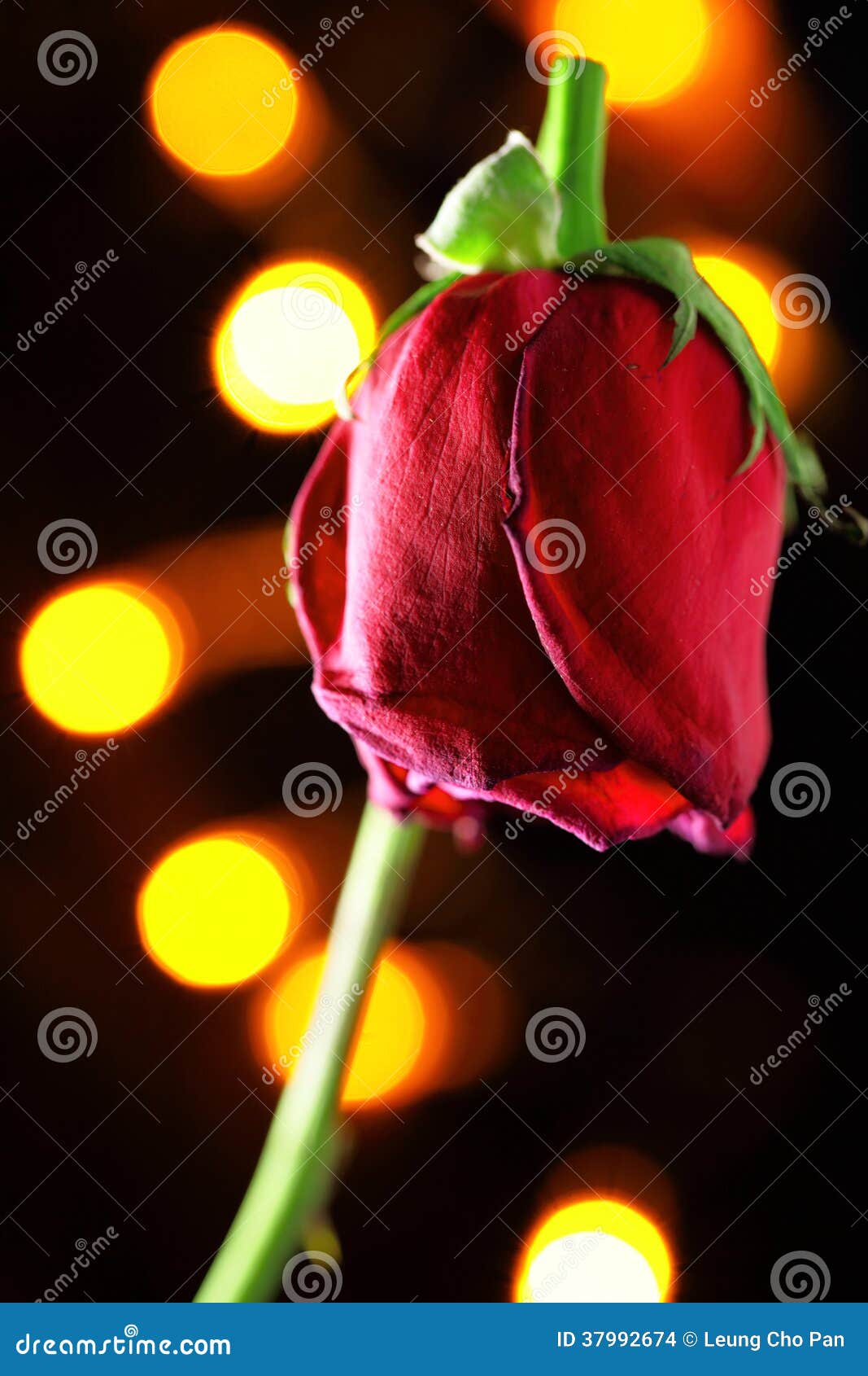 Wilted red rose stock photo. Image of roses, divorce 37992674