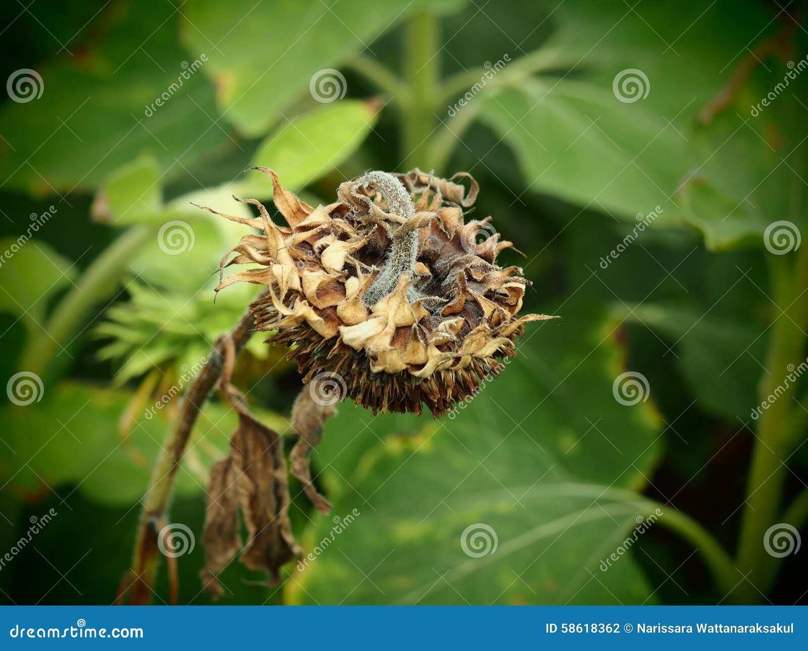 Wilted Sunflower stock photo. Image of droght, beautiful 58618362