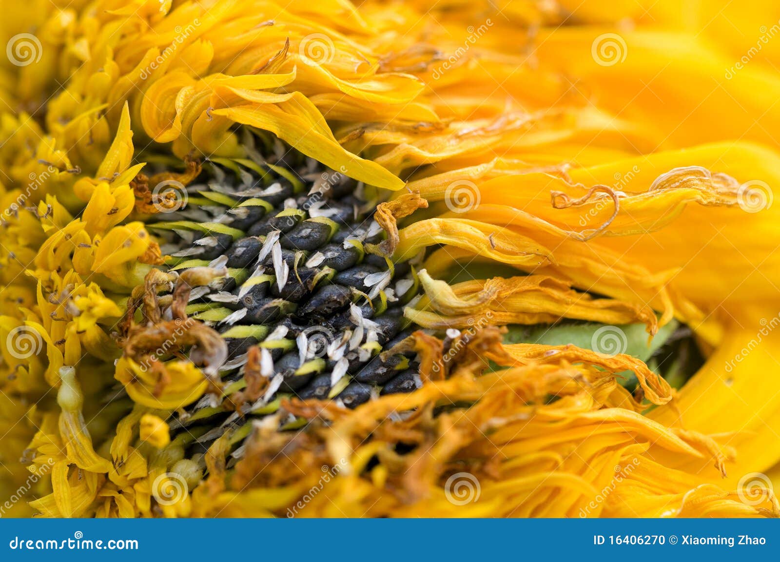 wilted sunflower petals