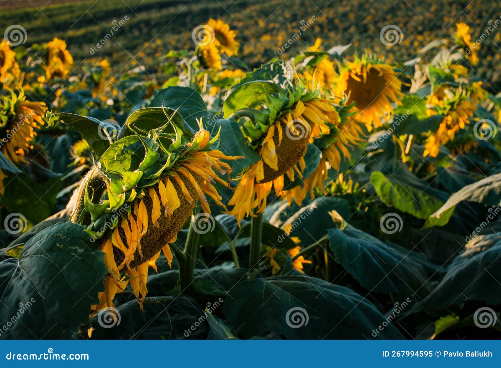 Wilted Sunflowers Ripen, Withered Petals Stock Image Image of bright