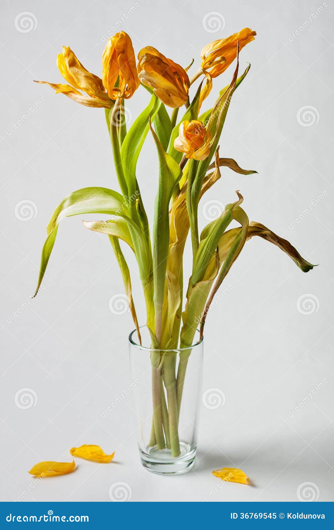 Wilted yellow tulips stock image. Image of tulip, beautiful 36769545