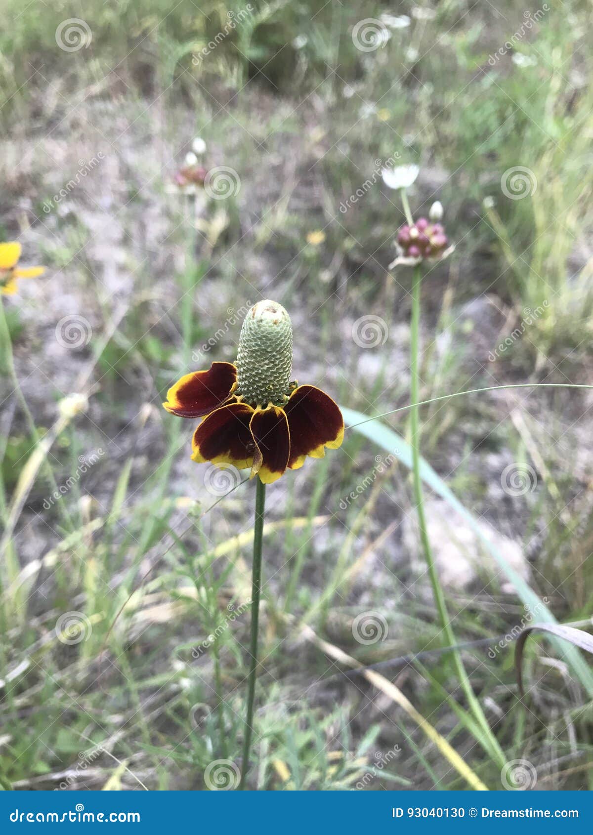 Wilting daisy stock photo. Image of nature, daisy, flower 93040130
