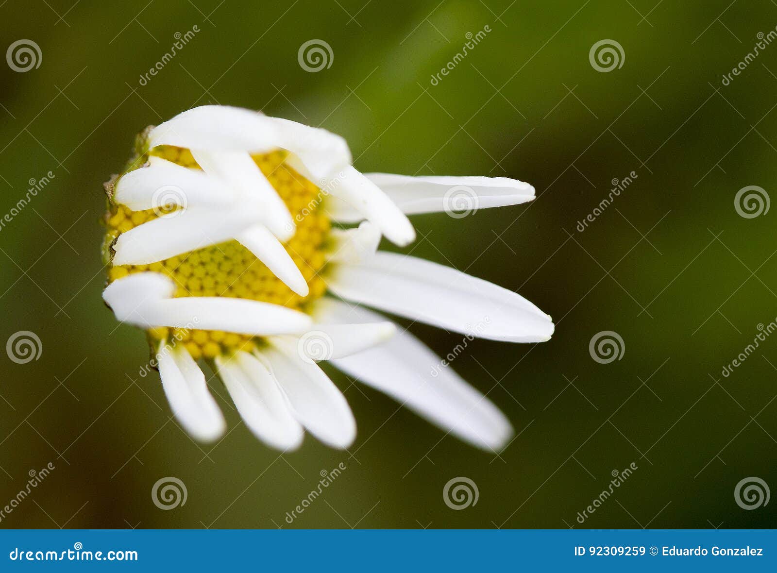 Wilting Daisy stock image. Image of closeup, daisy, wilting 92309259