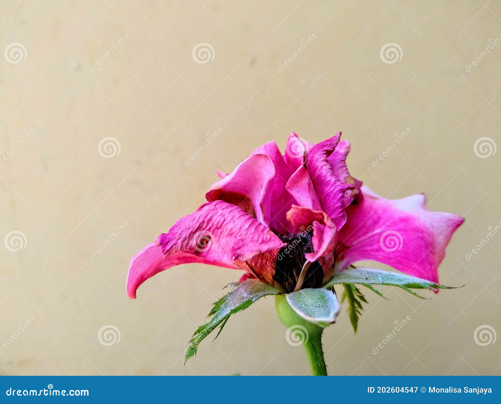 A Wilting Rose Signifies Lost Love, Divorce, Or A Bad Relationship