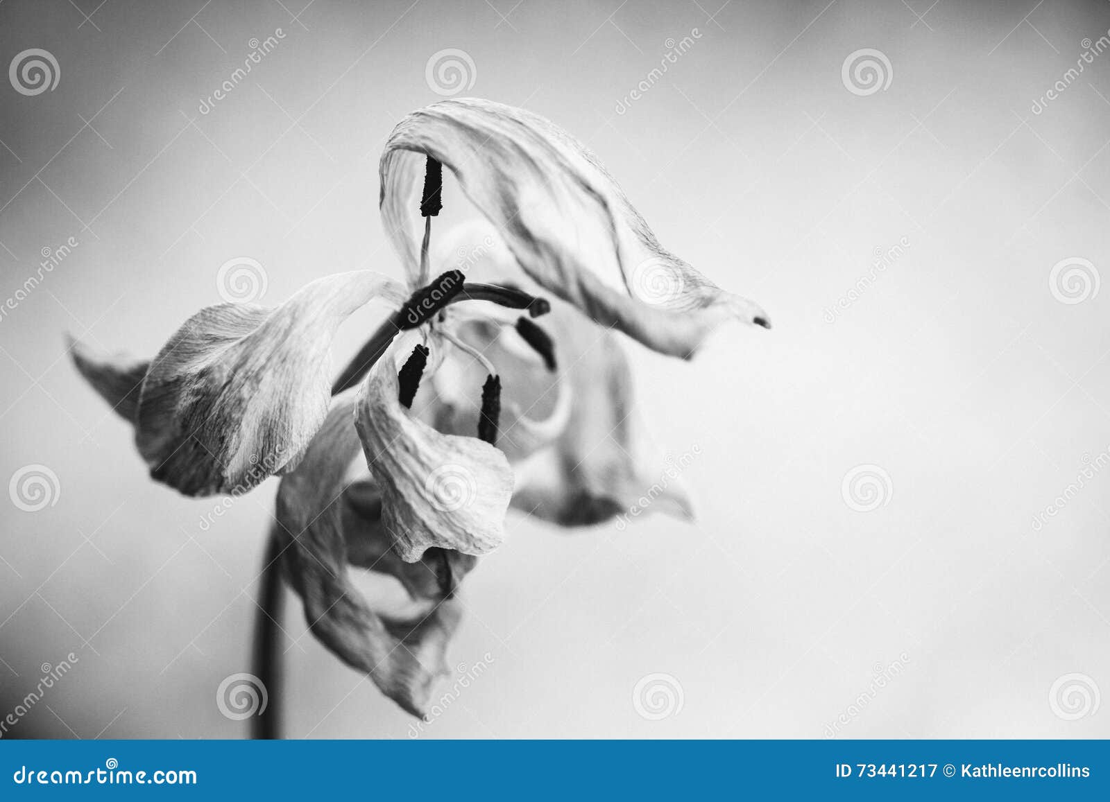 Wilting tulip stock image. Image of white, leaf, beautiful 73441217