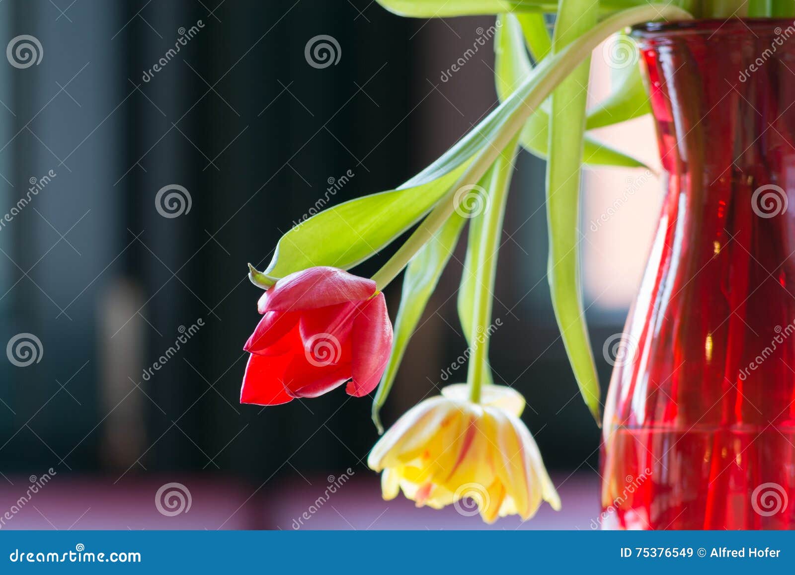 Wilting tulips in sunlight stock image. Image of bouquet 75376549
