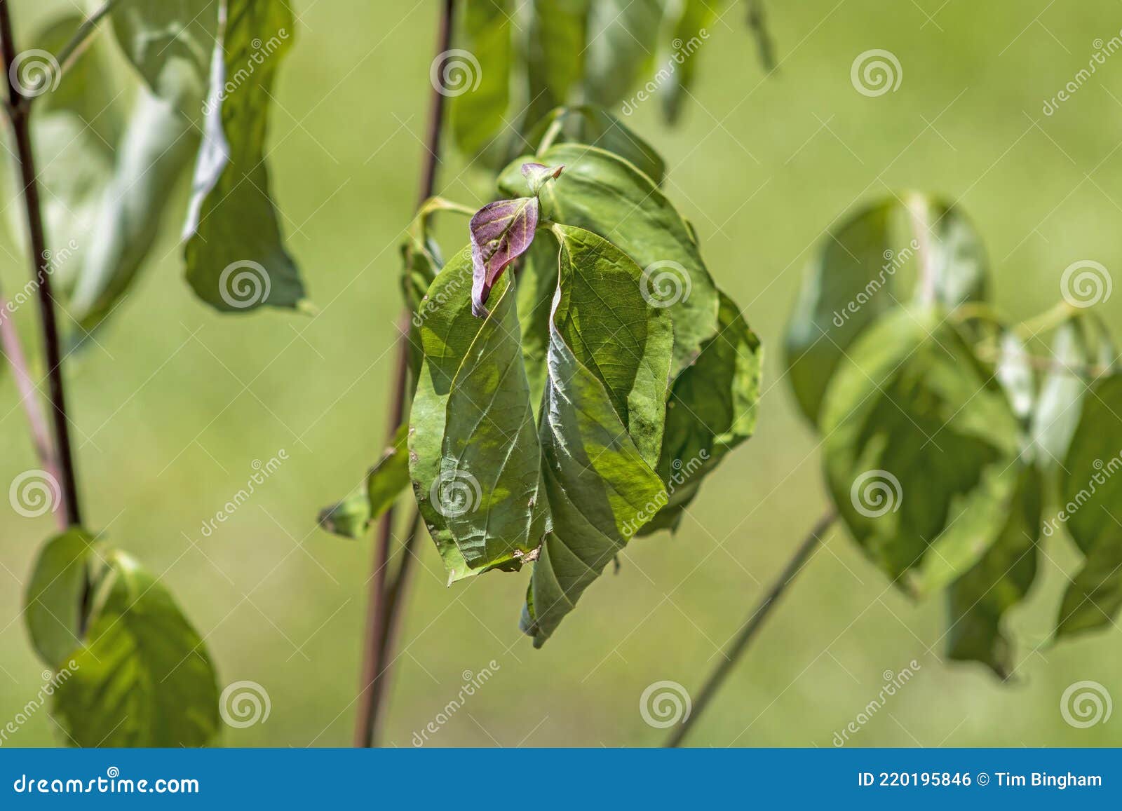 Wilting Dogwood Tree Leaves Stock Photo Image of dogwood, yellow