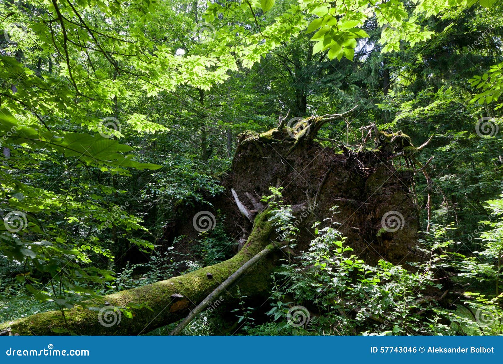 wind fall over huge spruce tree in summer