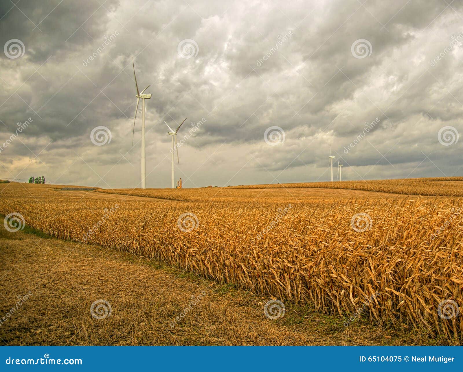 Wind Power in the Corn Fields Stock Image Image of windturbines, clouds 65104075