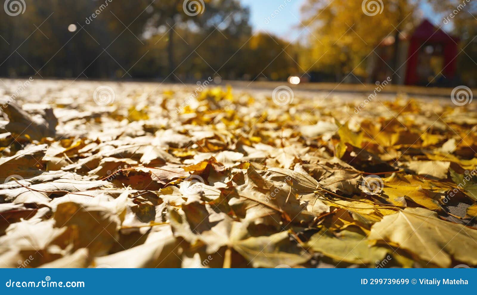 Wind Sweeping Dry Fallen Leaves on the Ground, Blurred Forest Background Stock Video Video of