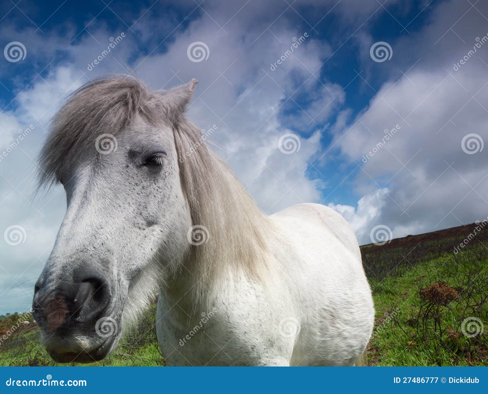 Windswepped White Dartmoor Pony Stock Image Image of scene, nature