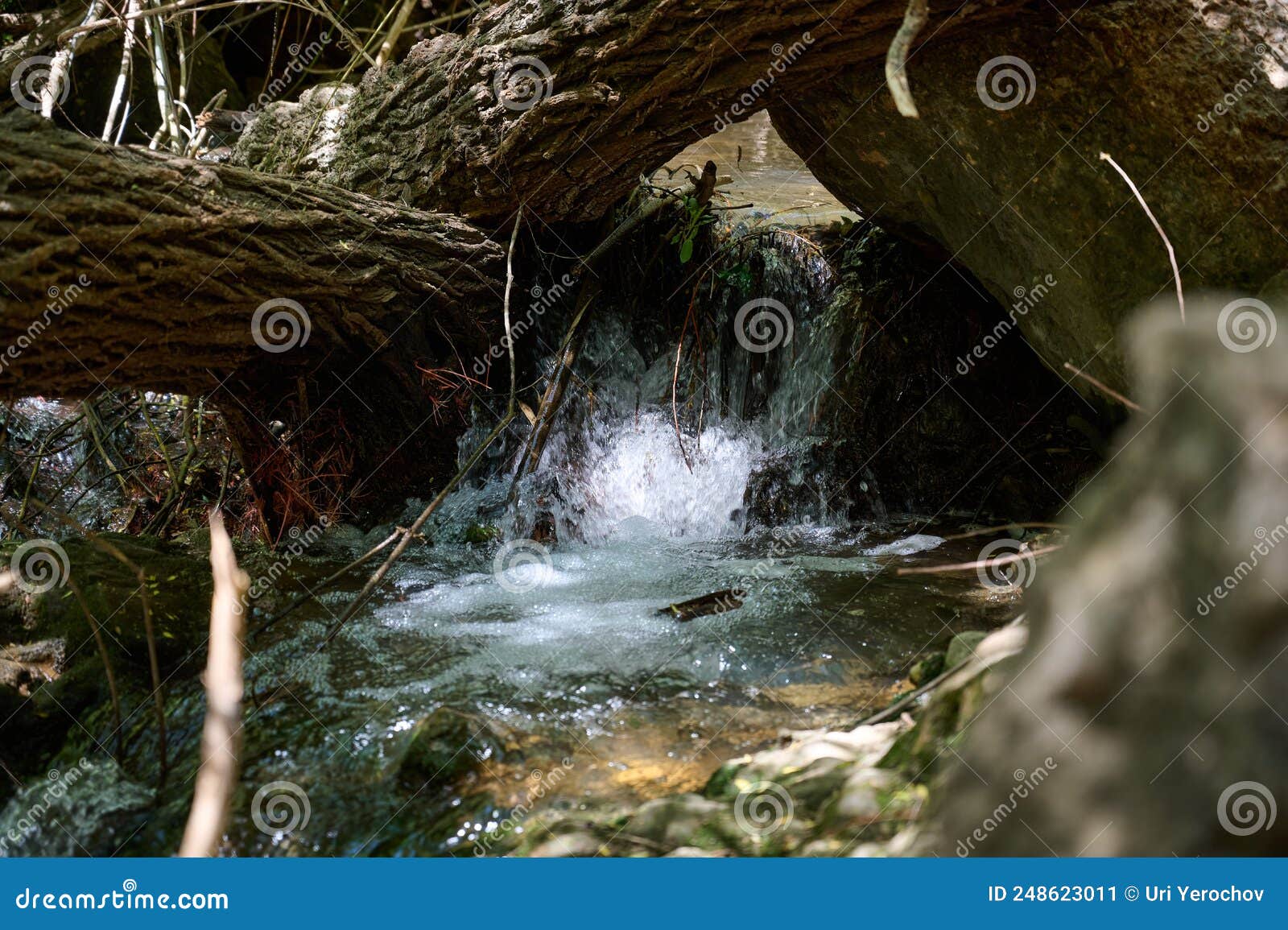 windbreak and deadwood ayuna water stream. river nahal ayun. reserve and national park. upper galilee, israel