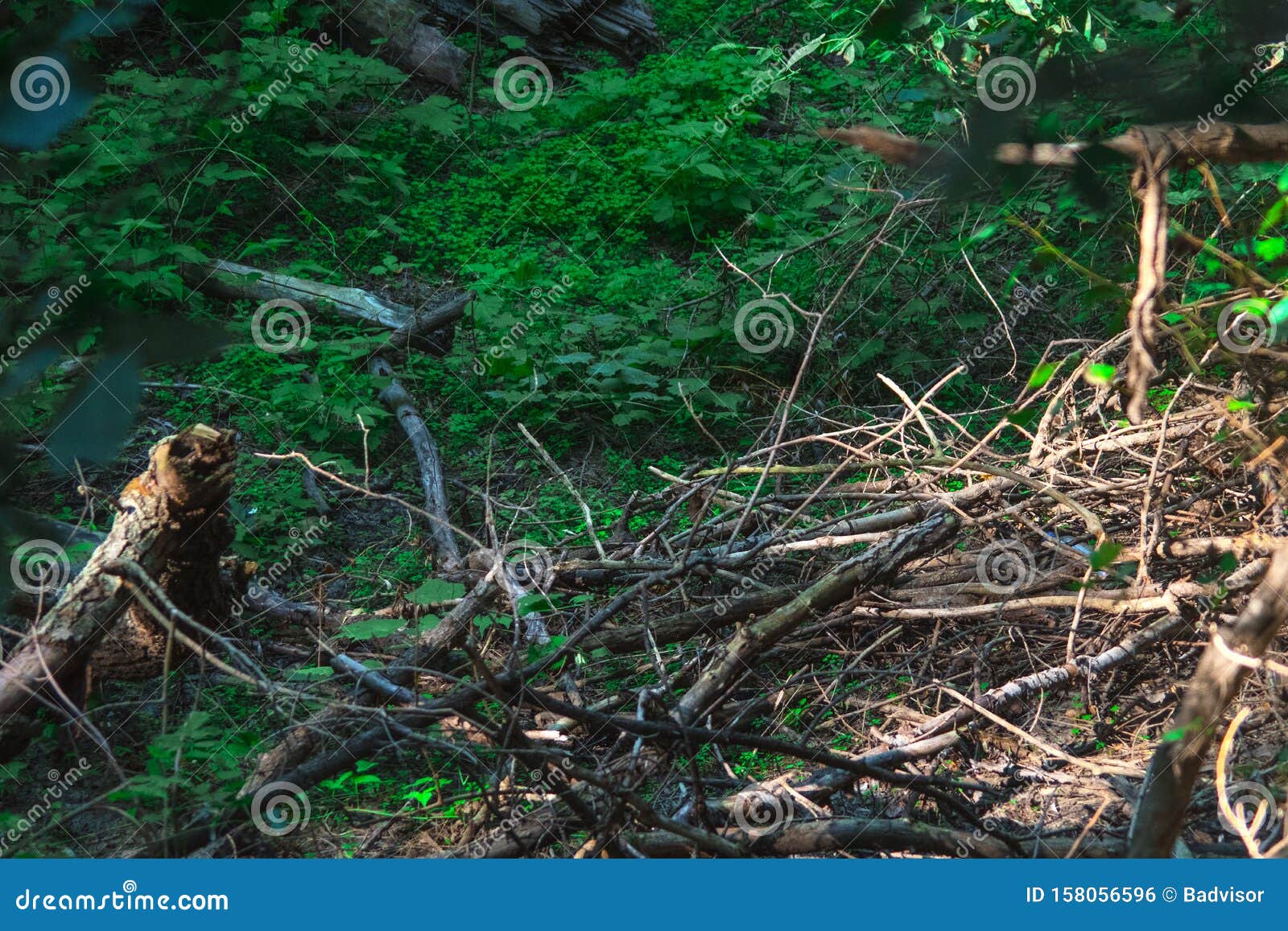 Wood Windfall Field With Broken And Fallen Trees At Dlugie Bagno