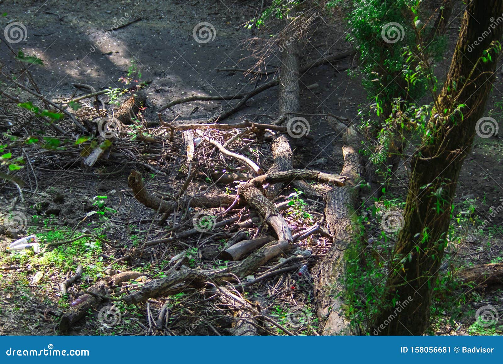 Wood Windfall Field With Broken And Fallen Trees At Dlugie Bagno
