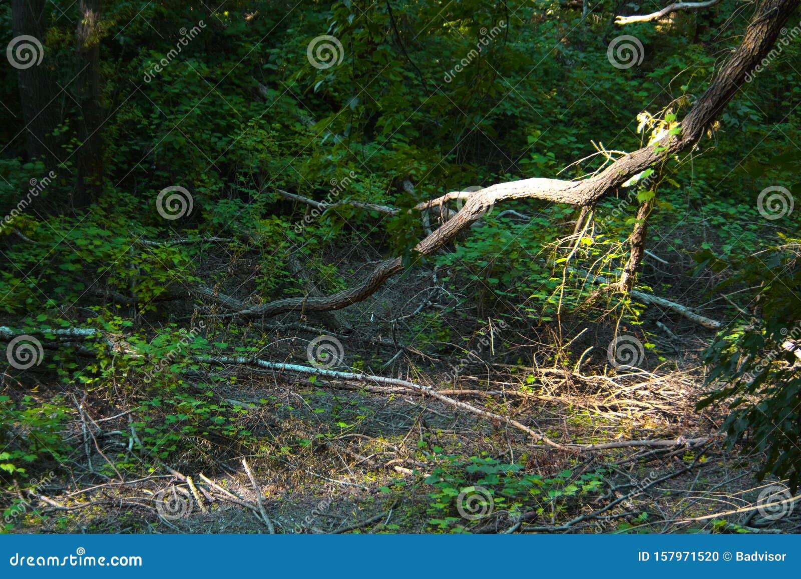 Wood Windfall Field With Broken And Fallen Trees At Dlugie Bagno