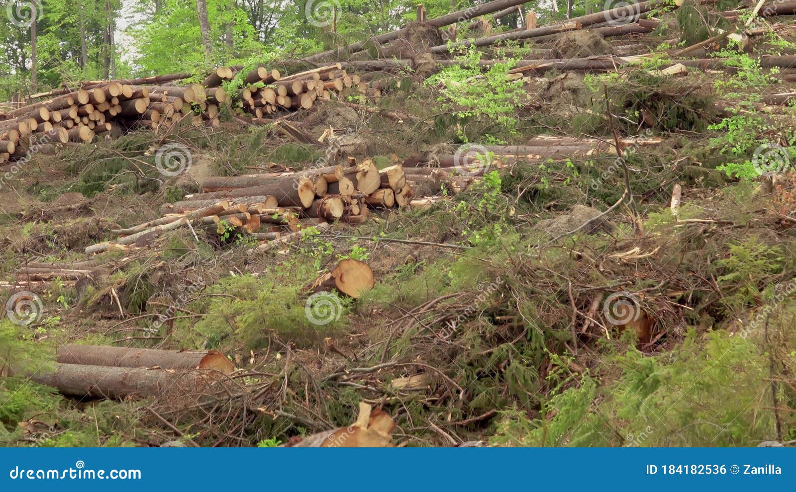Windfall in Forest. Storm Damage Stock Footage Video of disasters, natural 184182536
