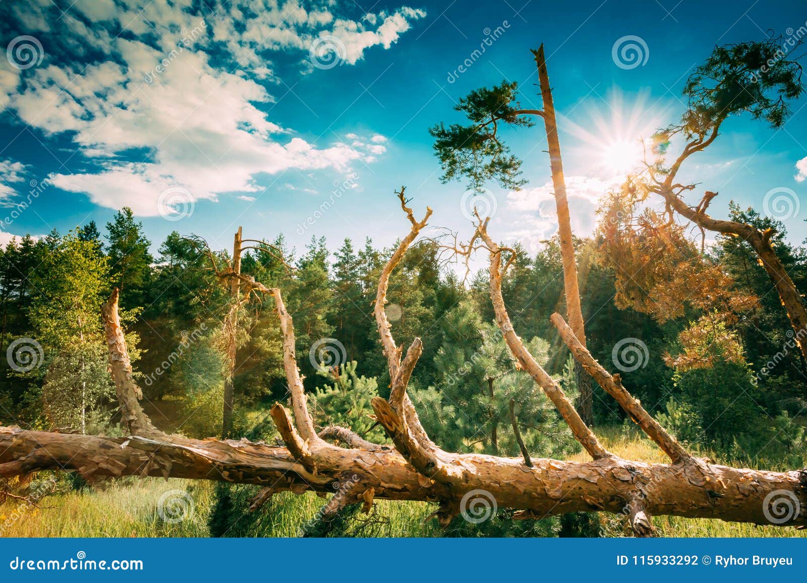 Windfall in Forest. Storm Damage. Fallen Trees in Coniferous Forest Stock Photo Image of