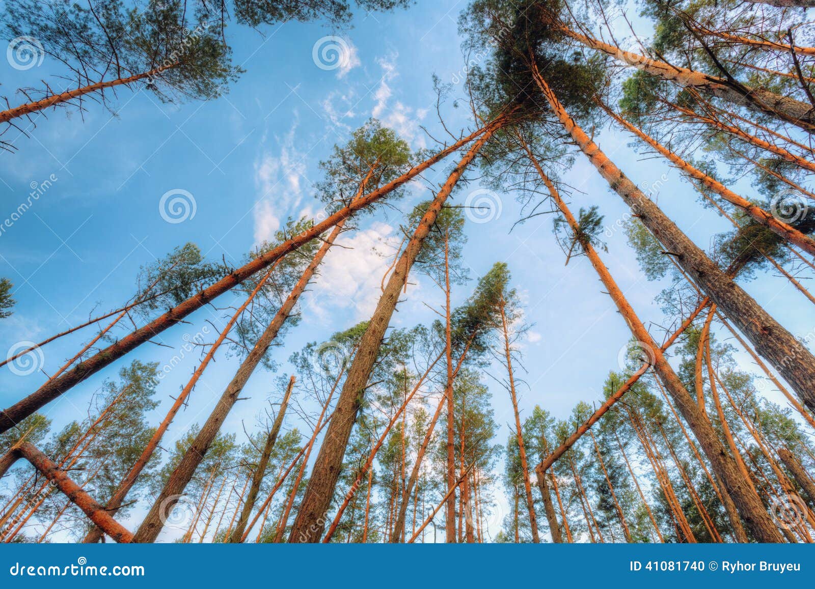 Windfall in Forest. Storm Damage Stock Photo Image of bush, fall 41081740