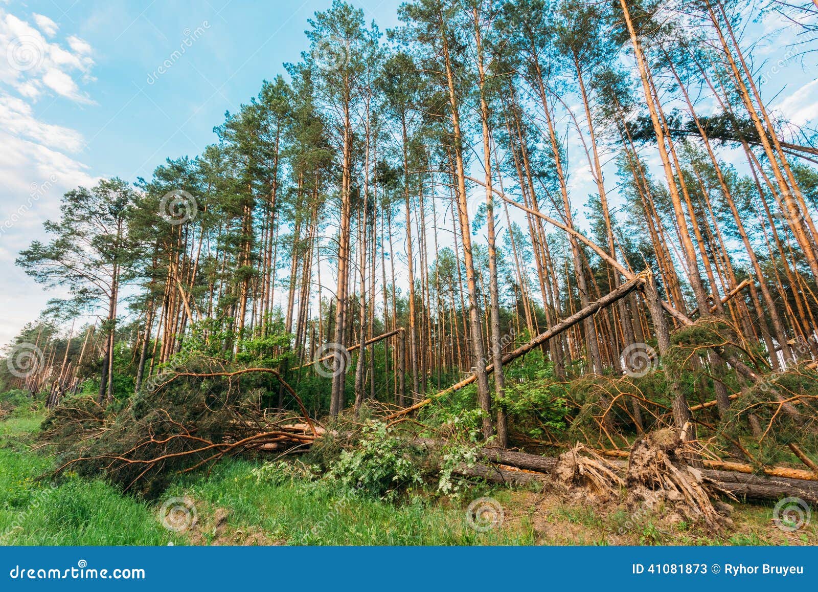 Windfall in Forest. Storm Damage Stock Image Image of horizontal, broken 41081873