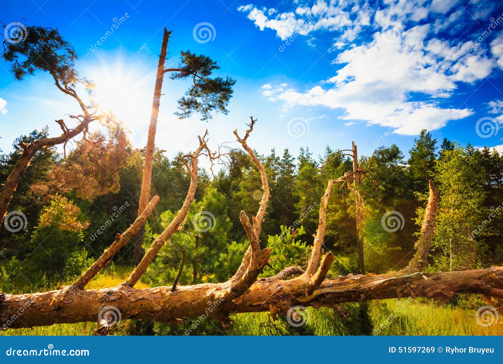 Windfall in Forest. Storm Damage Stock Image Image of spruce, destruction 51597269