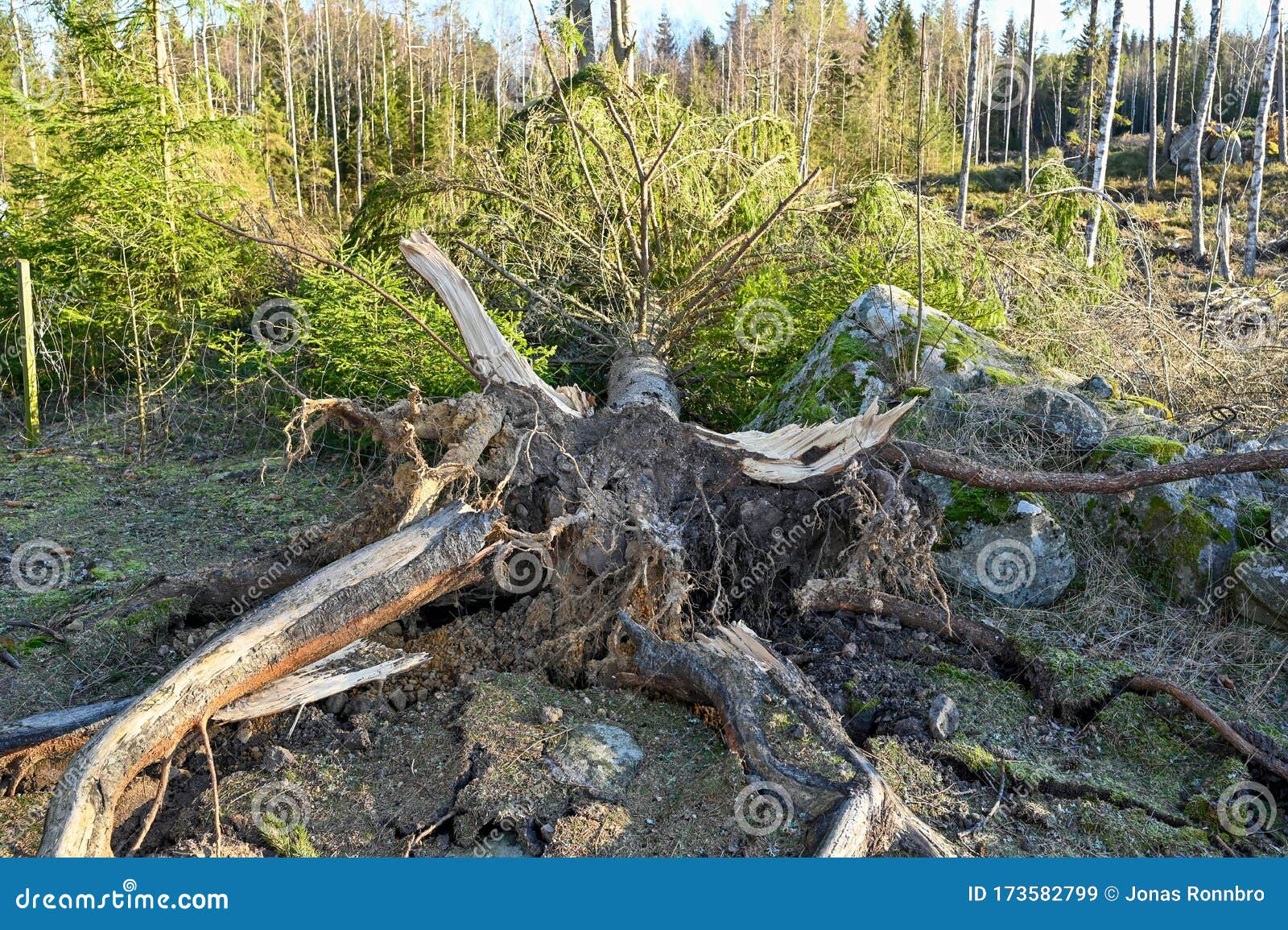 Windfall in a Forest in Varmland Sweden Stock Image Image of wood
