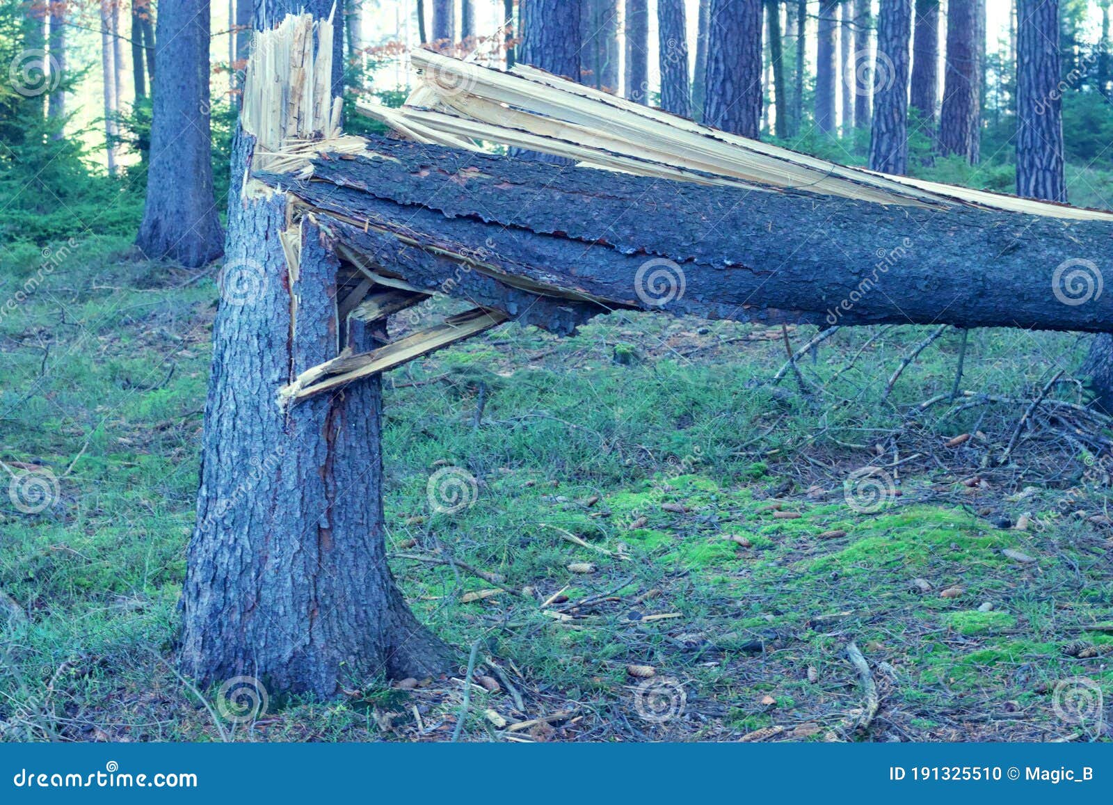 Windfallen Coniferous Tree in the Forest after the Storm, Dangerous in